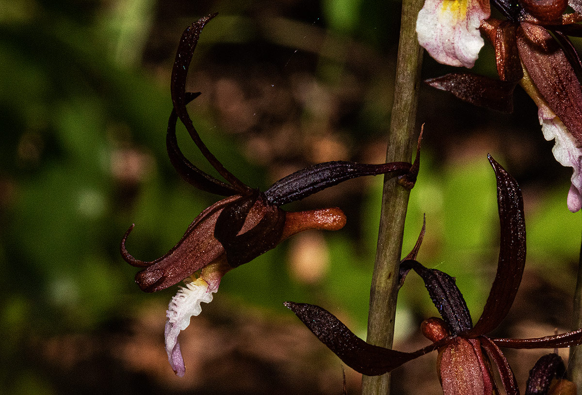 Eulophia subsaprophytica Eulophia subsaprophytica