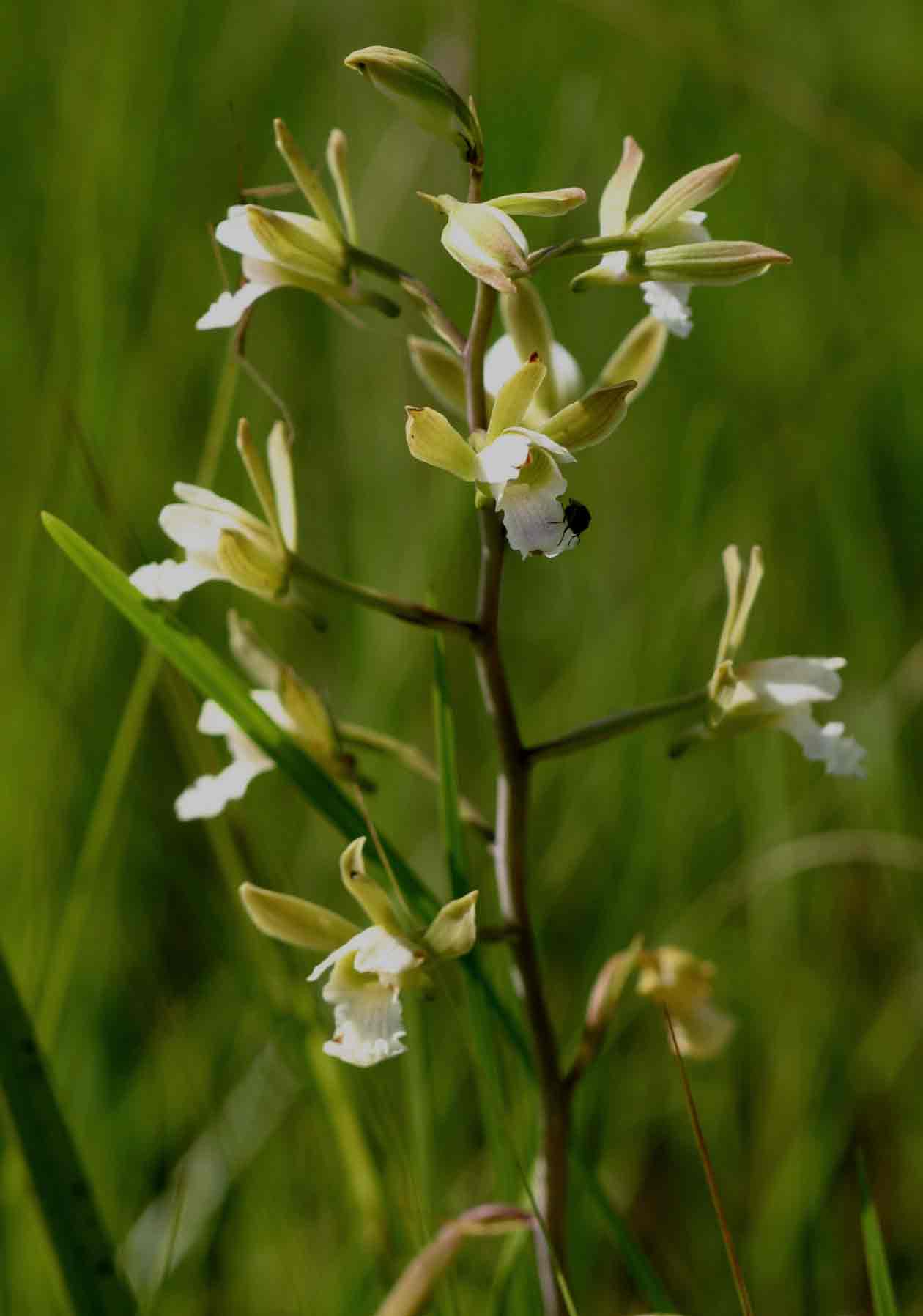 Eulophia tanganyikensis Eulophia tanganyikensis