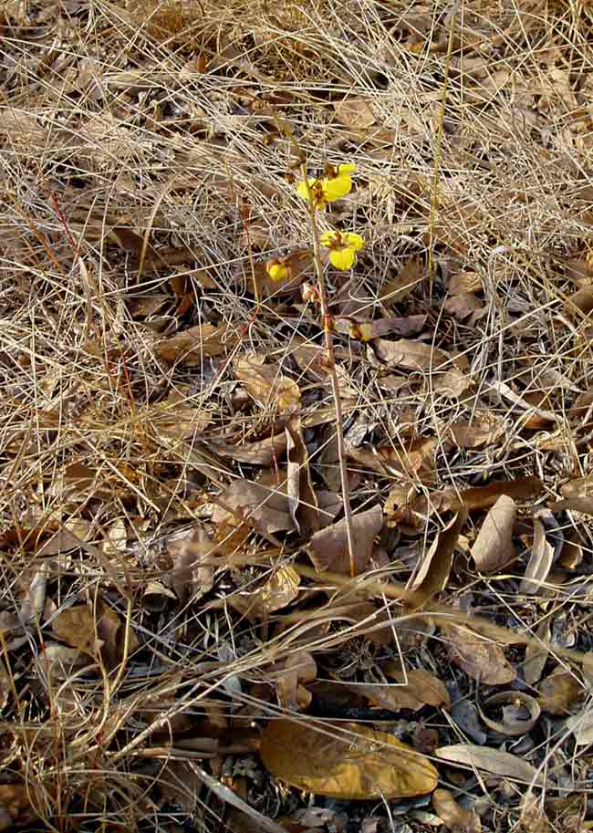 Eulophia tuberculata
