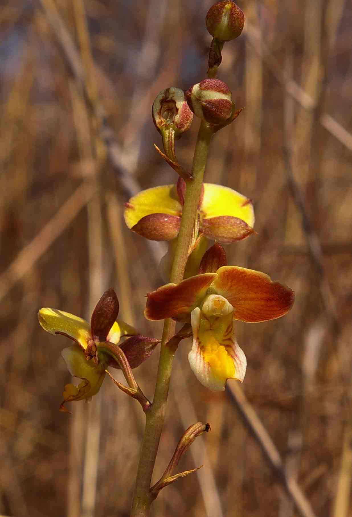Eulophia tuberculata Eulophia tuberculata