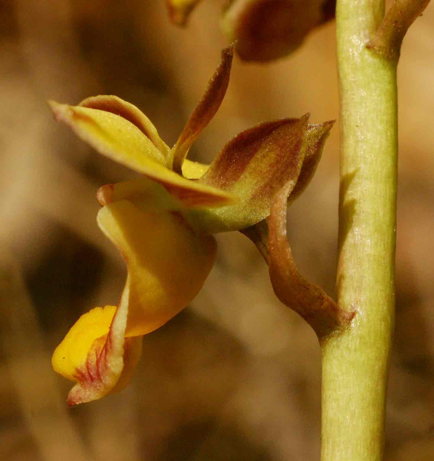Eulophia tuberculata