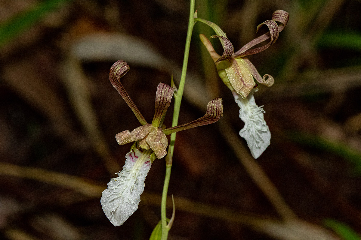 Eulophia venulosa