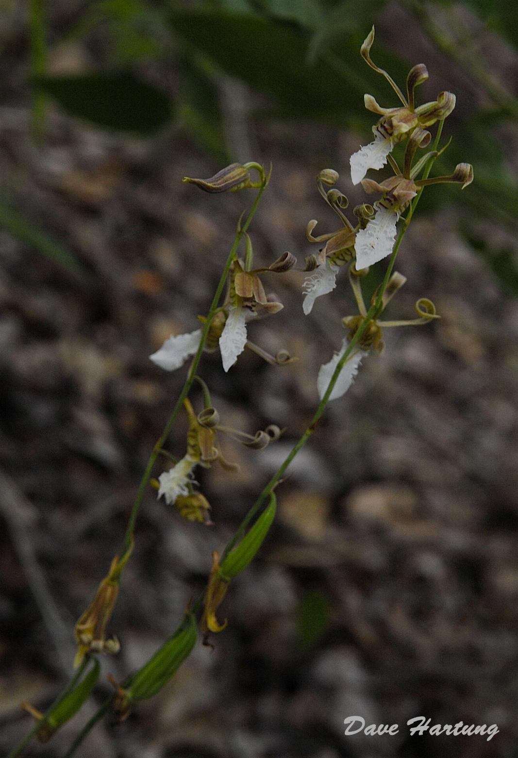 Eulophia venulosa