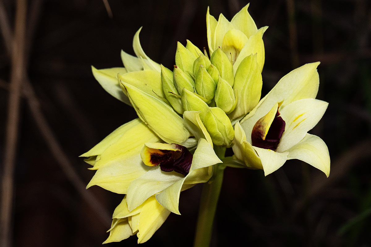 Orthochilus mechowii