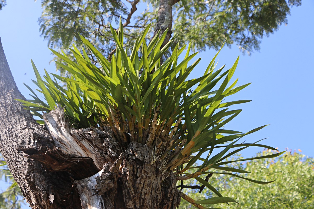 Ansellia africana