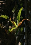 Ansellia africana