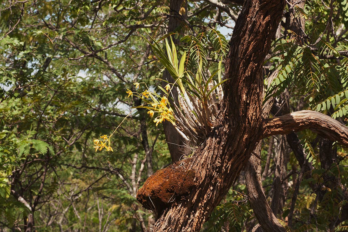 Ansellia africana