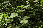 Piper umbellatum