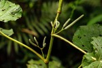 Piper umbellatum