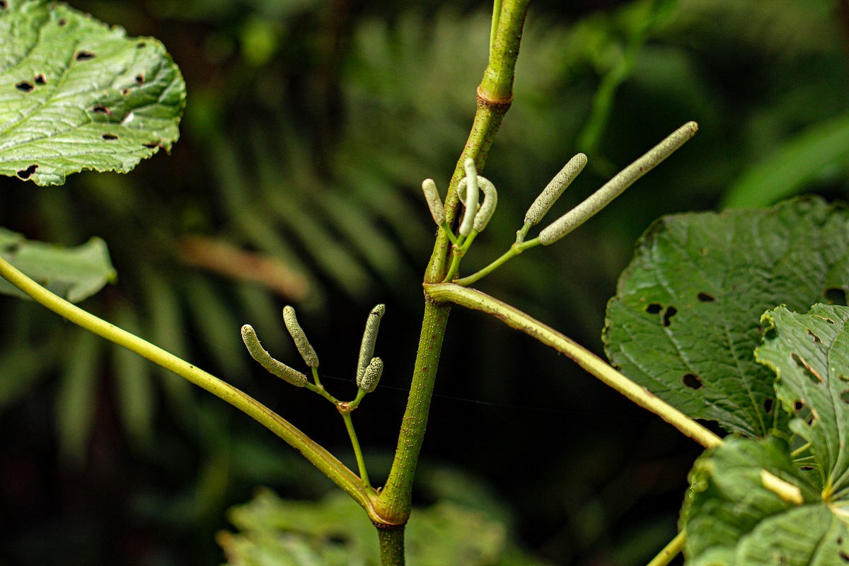 Piper umbellatum
