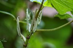Piper umbellatum