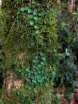 Peperomia bangroana