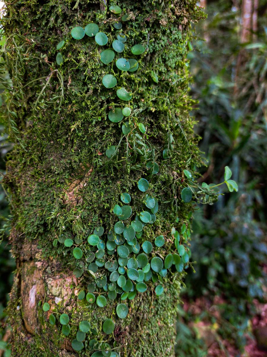 Peperomia bangroana
