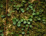Peperomia bangroana