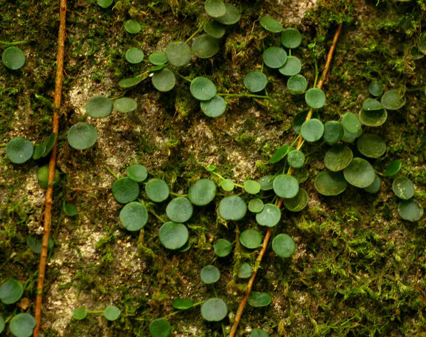Peperomia bangroana