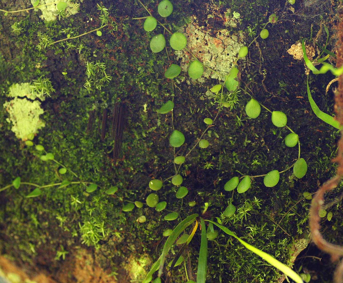 Peperomia bangroana