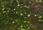 Peperomia bangroana