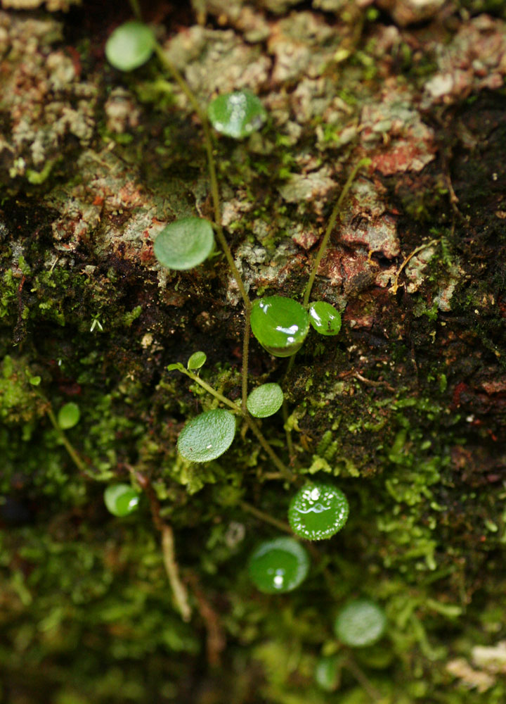 Peperomia bangroana