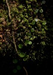 Peperomia bangroana