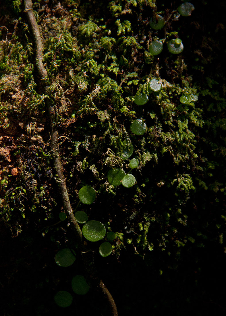 Peperomia bangroana