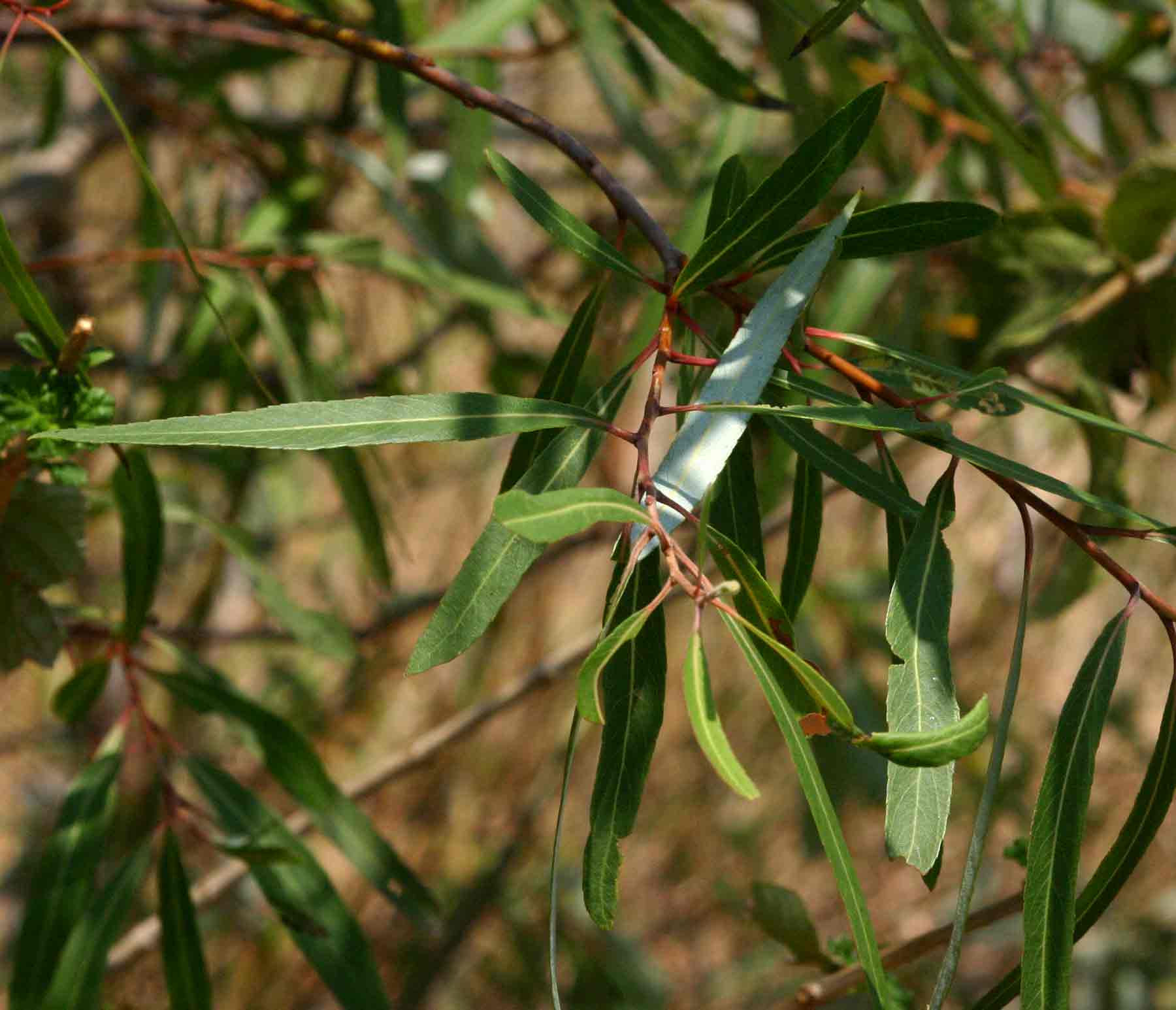 Salix mucronata subsp. subserrata Salix mucronata subsp. subserrata