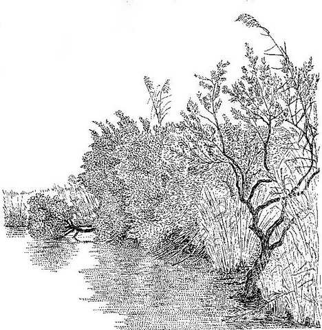 Salix mucronata subsp. subserrata Salix mucronata subsp. subserrata
