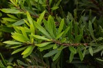 Myrica serrata
