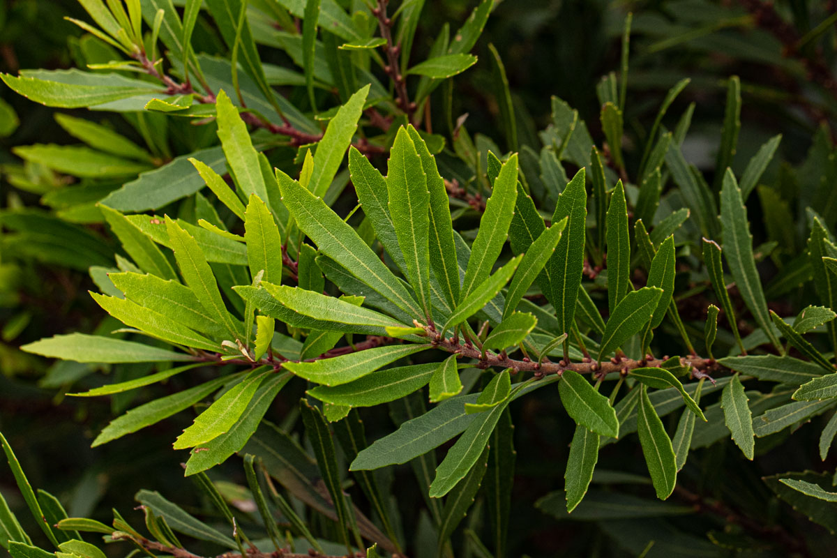 Myrica serrata