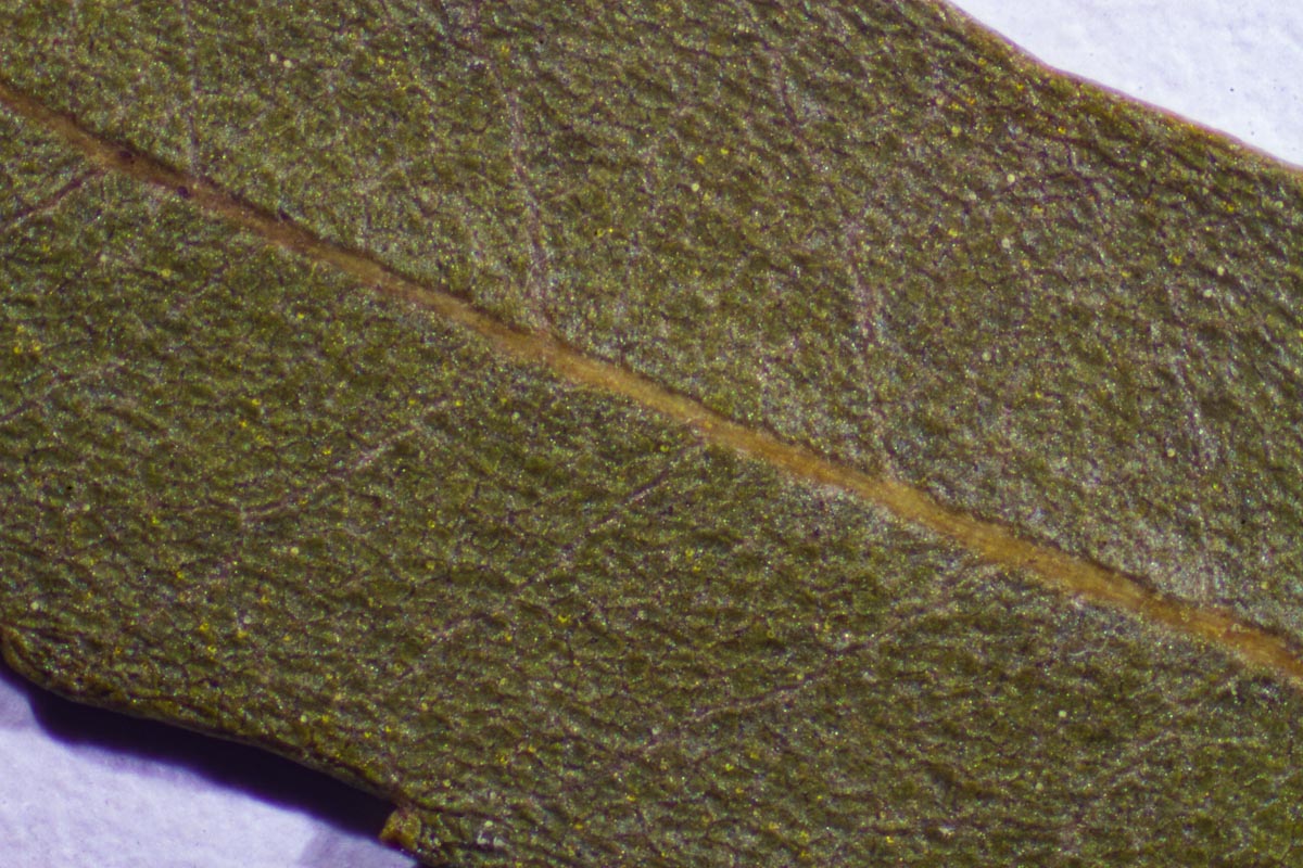Myrica serrata