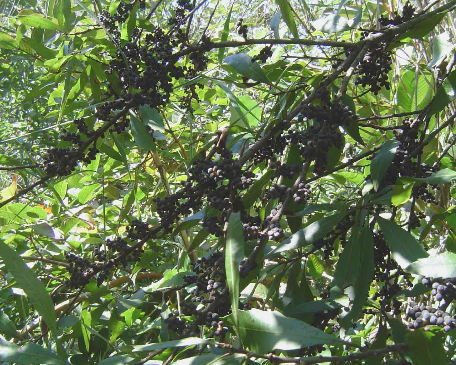 Myrica serrata Myrica serrata