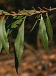 Myrica serrata