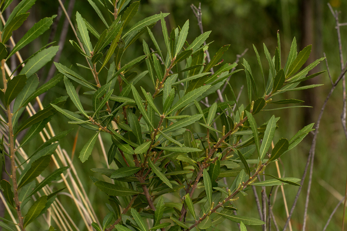 Myrica serrata Myrica serrata