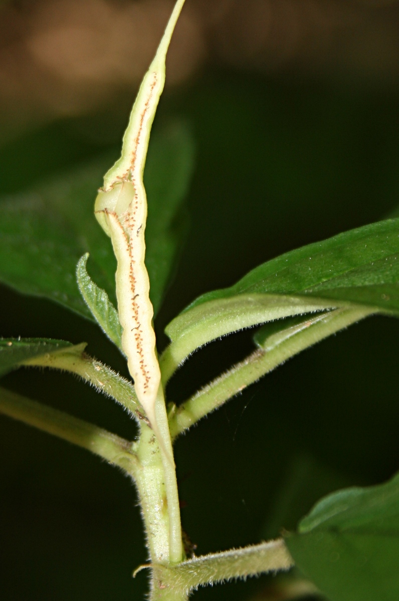 Dorstenia psilurus