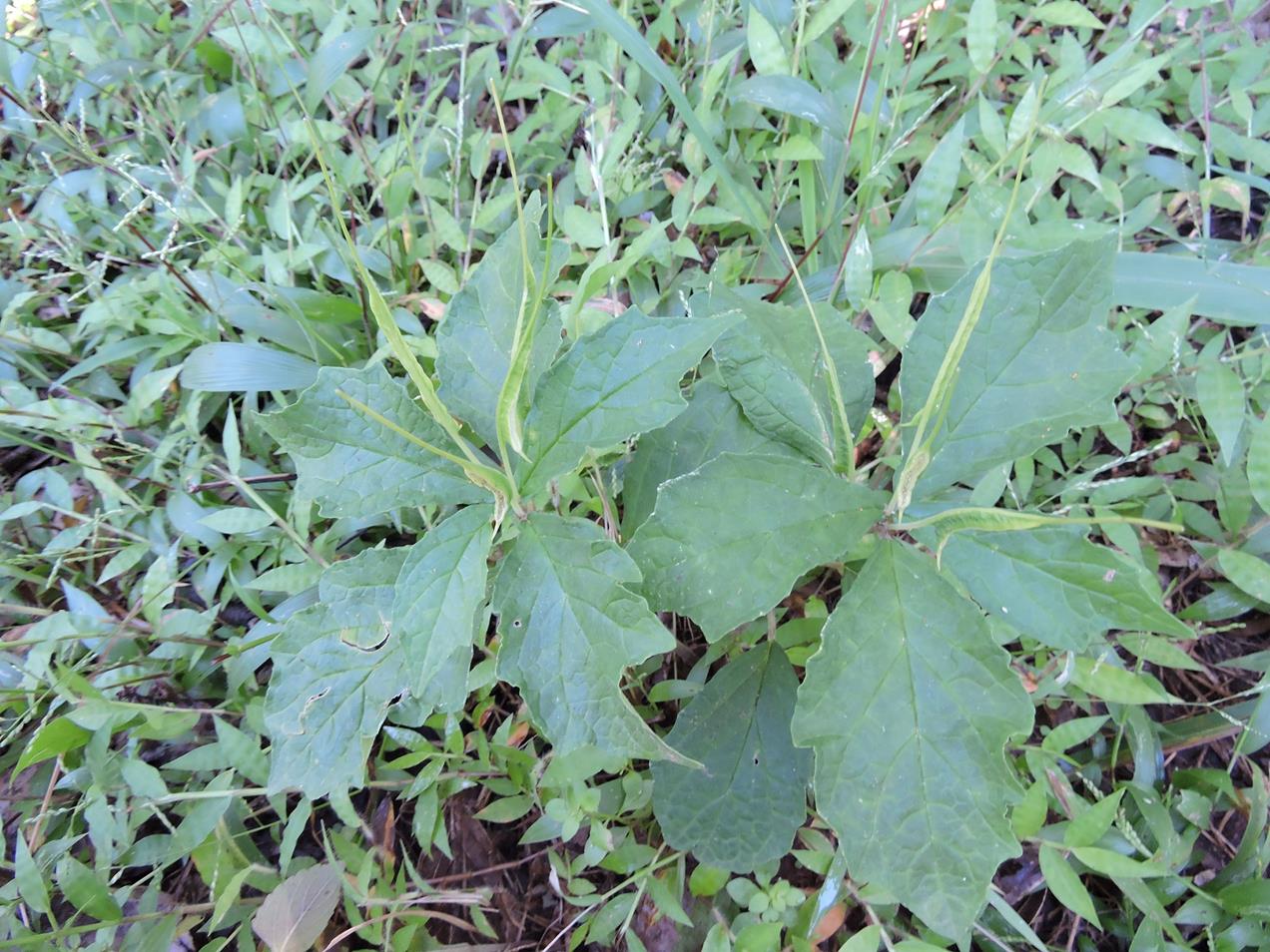 Dorstenia psilurus
