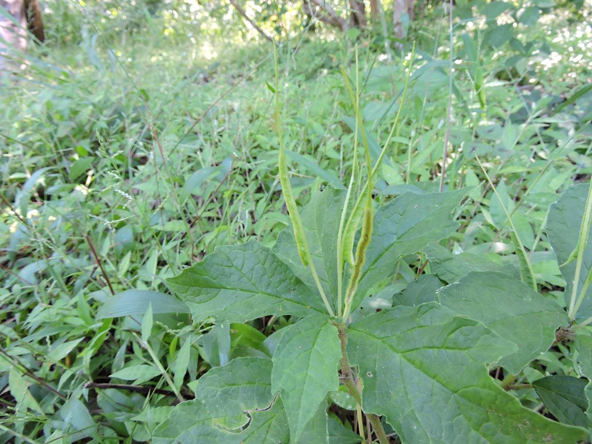 Dorstenia psilurus
