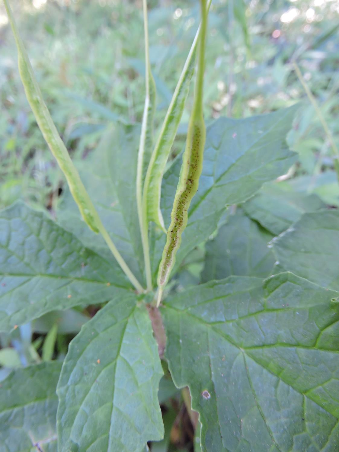 Dorstenia psilurus