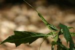 Dorstenia psilurus