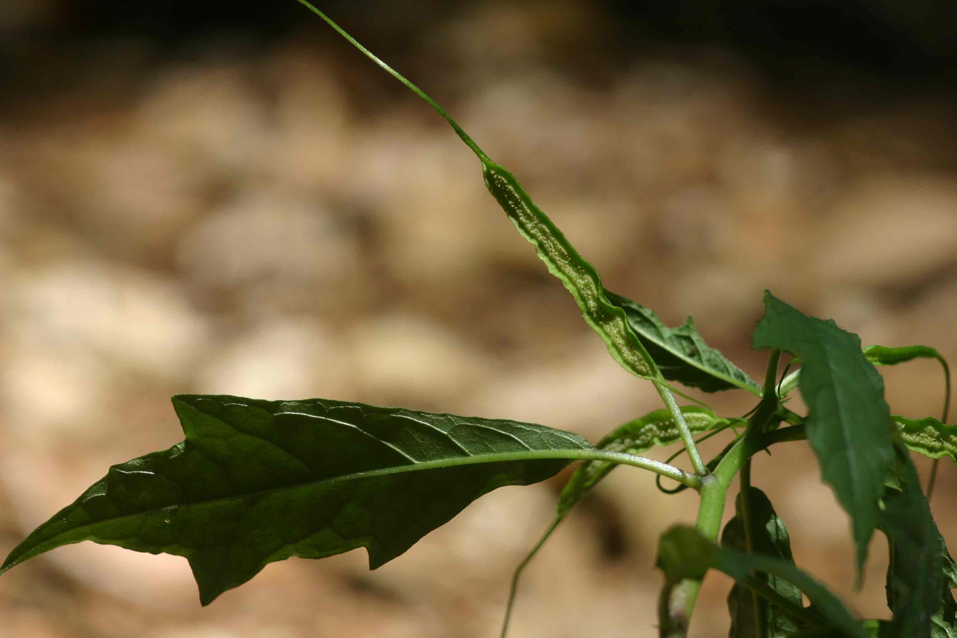 Dorstenia psilurus