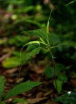 Dorstenia psilurus