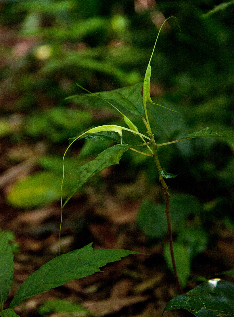 Dorstenia psilurus