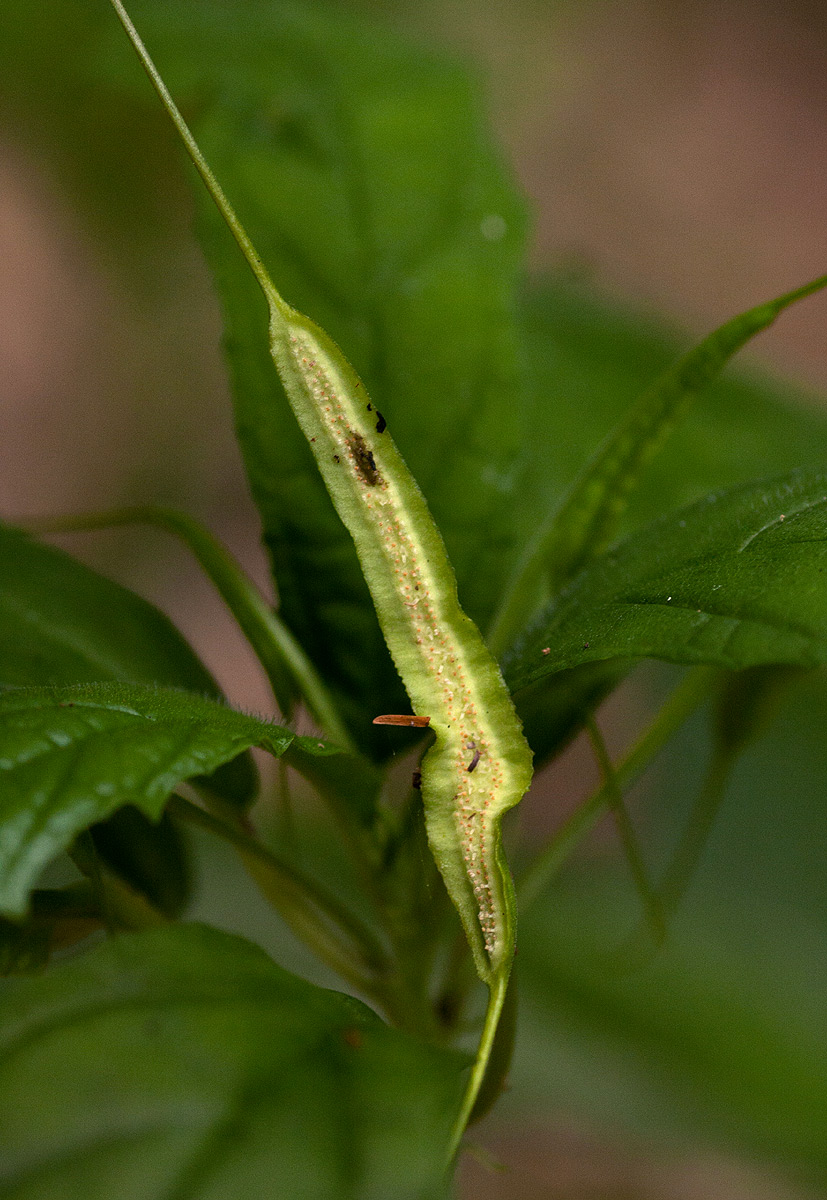Dorstenia psilurus