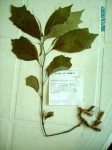 Dorstenia psilurus