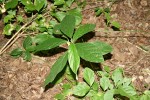 Dorstenia psilurus