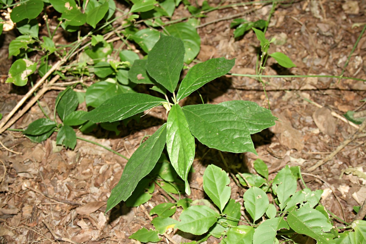 Dorstenia psilurus