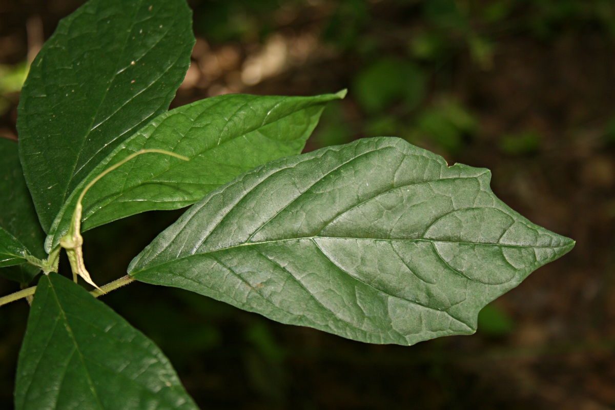 Dorstenia psilurus