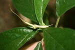 Dorstenia psilurus