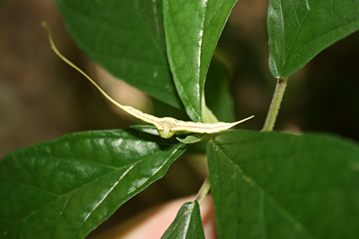 Dorstenia psilurus