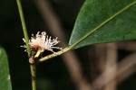 Trilepisium madagascariense
