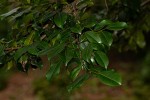 Trilepisium madagascariense