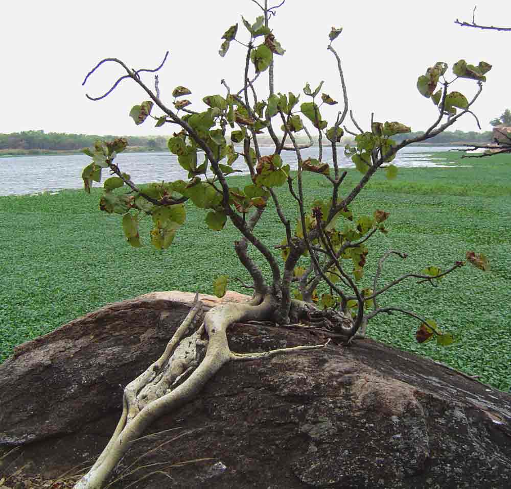 Ficus abutilifolia